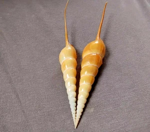 Tibia fusus 9- 9.5 inches long SIZE 2 pcs FAT body " WOW!!! - Picture 1 of 6