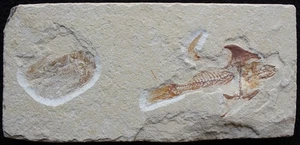 Coccodus 68- Crusher Fish - Cretaceous Fossils directly from Lebanon - Picture 1 of 3