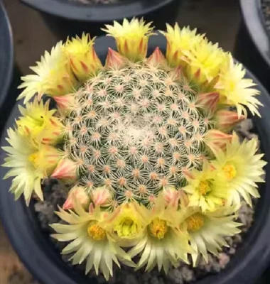 3PCS Cactus Plants Mammillaria Solisioides Beautiful Plants RareCactus - Image 1 of 4