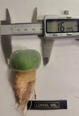 Rare Cactus LW LoPh w/ roots North Variant Button Cactus Wil.  Seed Grown Flower - Image 1 of 2