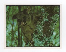 Sanitarium NZ - Conservation #15 Animal. Silver-grey Possum