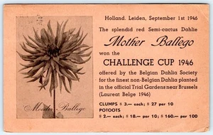 1946 BELGIAN DAHLIA SOCIETY CHALLENGE CUP GANADOR BALLEGO & ZONEN ADV POSTAL - Imagen 1 de 2