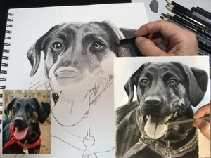 Individuelles anthrazitfarbenes Haustierporträt - 24 x 20 Zoll - handgezeichneter Hund, Katze, Pferd, Papagei - Bild 1 von 5