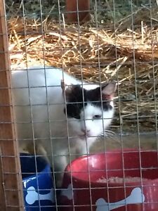 SPONSOR MISS HEART EVICTED RELOCATED FERAL CAT RESCUE PHOTO HELP FEED VET DONATE
