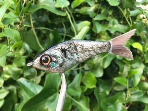 SPEEDBAITS Custom Airbrushed Finesse Glide Bait - Picture 1 of 15