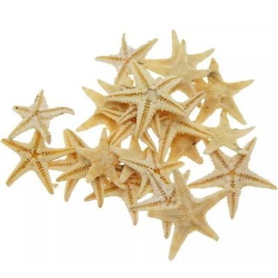 Kleine natürliche Seesterne für Schmuckherstellung und Wohndeko Set 20/50/100 - Bild 1 von 4