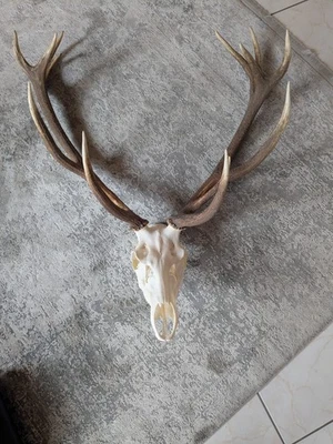 Rothirsch - Geweih , ungerader 14Ender, Abwurfstangen vom Schädel abnehmbar - Bild 1 von 4