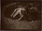 PHOTO ANCIENNE - VINTAGE SNAPSHOT - ANIMAL CHIEN - DOG 1900