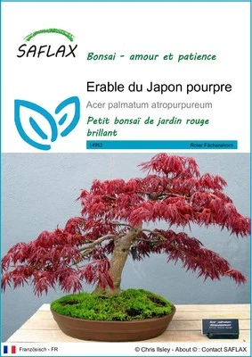 SAFLAX - Graines - Erable du Japon pourpre - 20 Graines - Photo 1/4