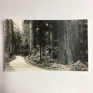 RPPC - MILL CREEK STATE PARK California - North Shore Drive - 1875 - CA Postcard - Picture 1 of 2