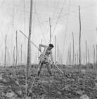 Workers on a hop farm UK 22nd April 1965 OLD PHOTO