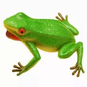 New Simulated Frog Lifelike Realistic Plastic Frogs Action Figures Toys Learning - Picture 1 of 2