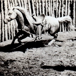 c.951 Frank Wild Horse Robbins Ranch Lasso Red Desert Dust Famous WY Cowboy HOF - Picture 1 of 3