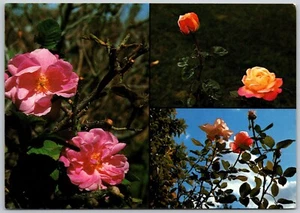 Postcard Saudi Arabia Famous Taif Roses - Picture 1 of 2