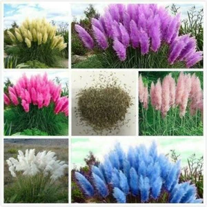 Pampas Gras Samen Pampasgras Rasen Pflanze Ornamental Mode Gartendekoration #E! - Picture 1 of 18