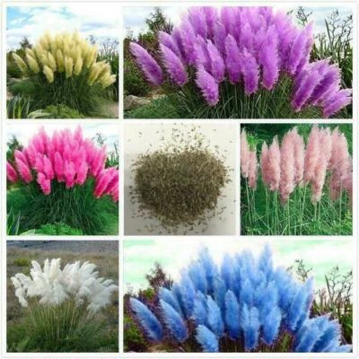 Pampas Grass Seeds Pampas Grass Lawn Plant Ornamental Fashion Garden Decoration #E! - Image 1 of 4