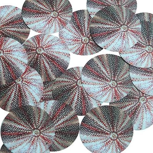 Round Sequin 1.5" Urchin Shell Ocean Sealife Red Gray White Opaque - Picture 1 of 2