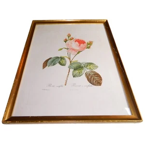 EXTREMELY RARE 1817 REDOUTÉ FOLIO Hand-Colored Stipple Engraving ROSA CENTIFOLIA - Picture 1 of 8