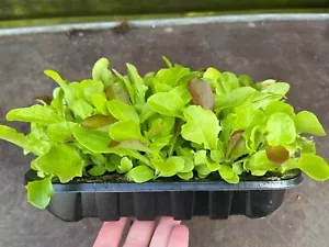 250 X BLACK PLASTIC SUITABLE FOR TRAY FOOD USE / SEED TRAY / VEGETABLES MEDIUM - Picture 1 of 7