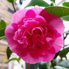 Camellia × williamsii 'Debbie' 3Lt Pot Evergreen Shrub Plants to your door