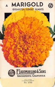 Confezione semi vintage: MARIGOLD, Lagomarsino & Sons, Sacramento, anni '40 - Foto 1 di 2