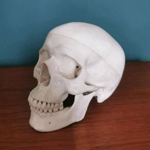Anatomisches Schädel Modell Von Novartis, Dreiteilig - Bild 1 von 12