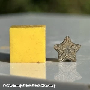 Crinoid Star Fossil - Oxford Clay Jurassic - Tidmoor Point Dorset UK - Original - Bild 1 von 1