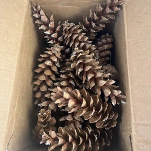 30 Pine Cones Fresh from the Woods! Crafting decor Various sizes. Some Larger. - Picture 1 of 3