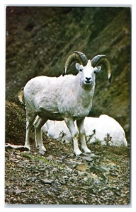 Dall Sheep Seen High On Steep Slopes of Alaska's Rugged Mountains Postcard - Picture 1 of 2