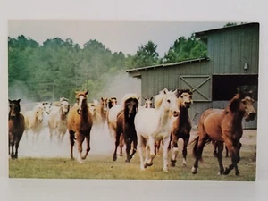 Postkarte Triple-R Ranch Sommerlager Kirche Retreat Chesapeake Virginia Pferde - Bild 1 von 2