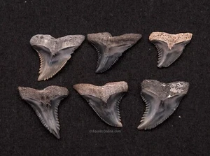 Group Venice Fossil Hemipristis Shark Teeth   1408 - Picture 1 of 2