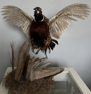 Vintage Flying Ringneck Pheasant Taxidermy On Wood Branch-Local Pick Up Only! - Picture 1 of 15