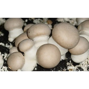 braune Wald-Champignons/ Stein-Champignon PILZE zu Haus einfach aus der Zuchtbox - Bild 1 von 2