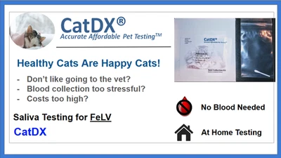 猫白血病病毒 (FeLV) 测试套件 - 唾液非血液。 含运费 — 第 1/2 张图片