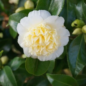 Camellia japonica 'Nobilissima' 9cm, 20-30cm height - Picture 1 of 4