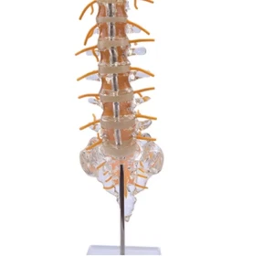 Modelo de columna lumbar transparente con coxis disco intervertebral nervio espinal - Imagen 1 de 6