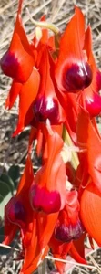 QPuzzles 1000 Piece Panorama Jigsaw Puzzle - Sturt's Desert Pea - Picture 1 of 1