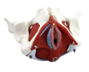 Modelo médico anatómico de pelvis femenina con órganos extraíbles tamaño natural de 6 partes - Imagen 1 de 6