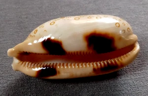 Cypraea Argus 81 mm F+++/ GEM ,elongated body nice pattern WOW! - Picture 1 of 7