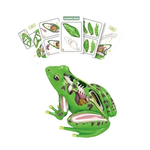 4D Frog Dissection Model Frog Organs and Body Parts Model Learning Aid - Picture 1 of 7