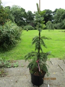 Picea omoroka pendula bruns 5L 75-85cm EXACT ITEM OFFER - Picture 1 of 1