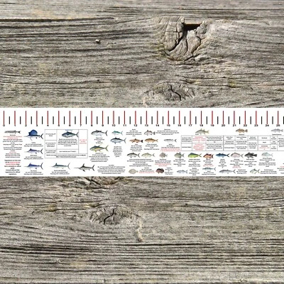 FLORIDA ATLANTIC STATE WATERS SALTWATER FISH ID AND REGULATIONS 50" RULER - Image 1 of 4