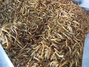 Meal Worms (dried) 1kg  Bags. - Picture 1 of 2