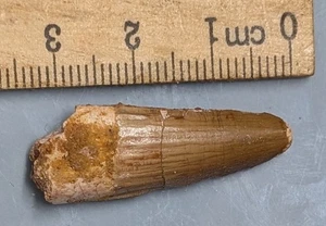 DIENTE DE DINOSAURIO SPINOSAURUS 100 millones de años fósil de Marruecos (#F7445) - Imagen 1 de 2