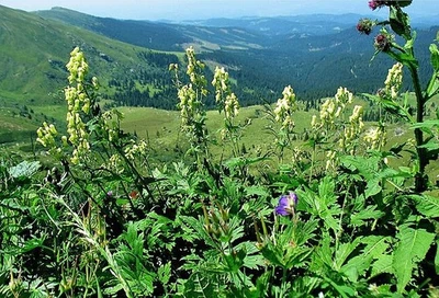 Aconitum lycoctonum | Northern Wolf’s Bane | 10 Seeds - Image 1 of 4