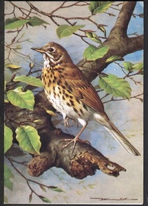 Vintage Folding Greeting Card Depicting SONG THRUSH. Free UK p&p - Picture 1 of 3