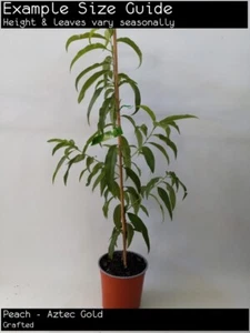 Peach - Aztec Gold (Prunus persica) Fruit Tree Plant (Grafted) - Picture 1 of 3