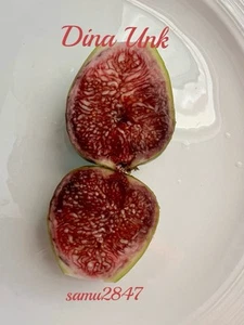 Fig tree Cuttings - Dina Unk (x2) - Picture 1 of 4