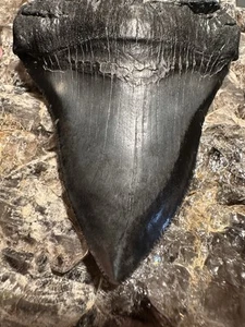 BIG 4.3” CHUBUTENSIS Shark Tooth NATURAL FOSSIL RARE MEGALODON GA - Picture 1 of 6