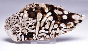 Madera de maní rebanada pulida fósil, Cretácico 70 myo, Australia S487 - Imagen 1 de 4